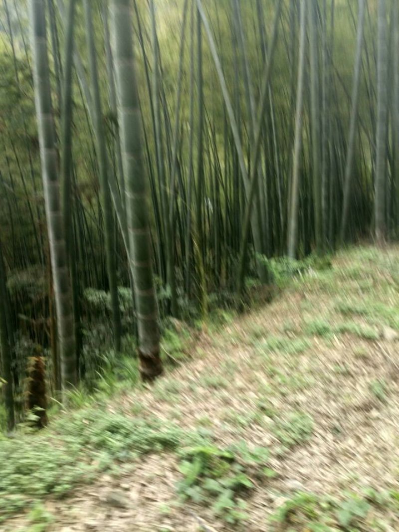 毛竹春笋30cm以上