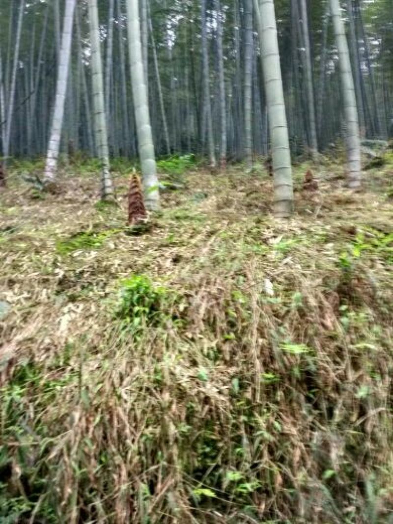 毛竹春笋30cm以上