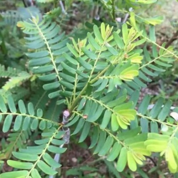 余甘果苗