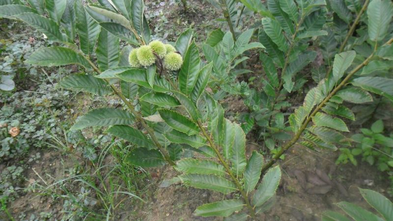 板栗苗常年供应各品种果苗苗圃直销包技术指导