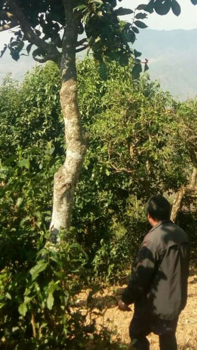 普洱茶