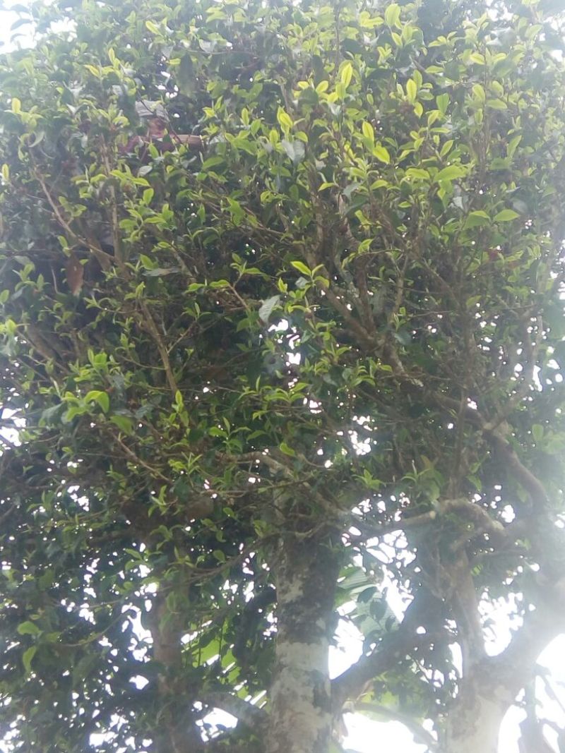 普洱茶