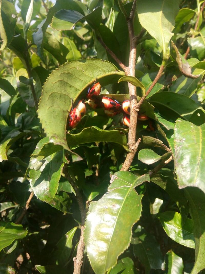 普洱茶