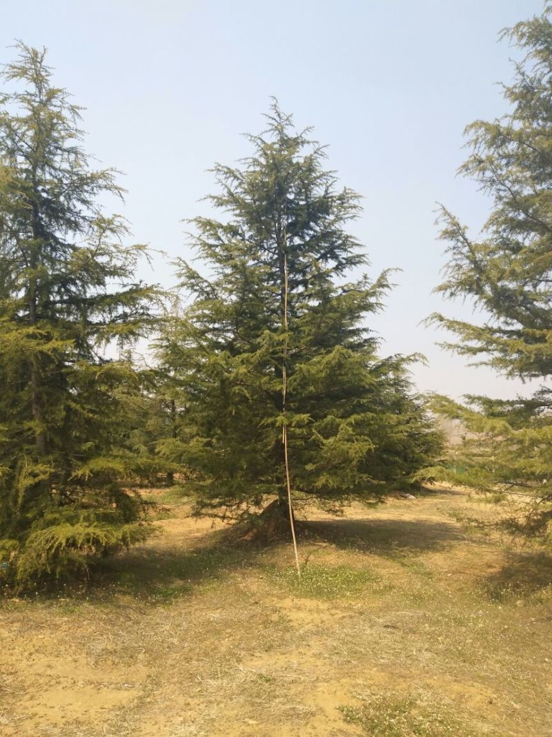 雪松7-8米，精品北方种子苗雪松直销，
