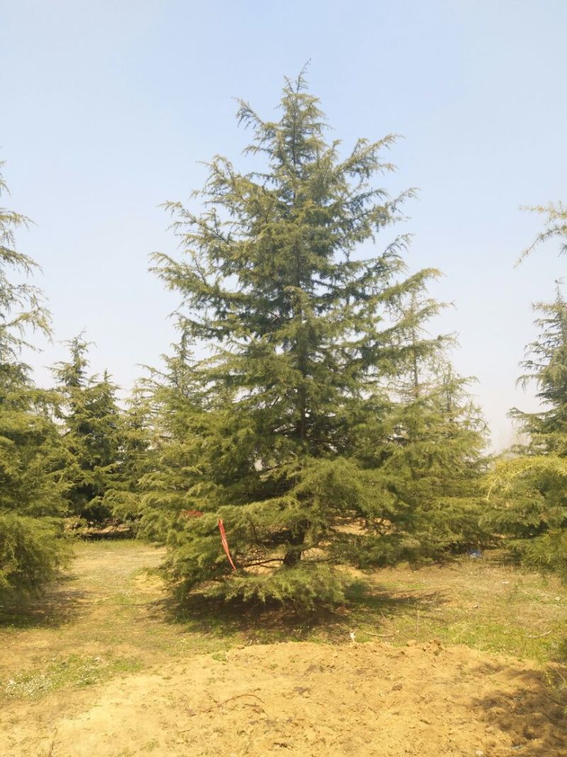 雪松7-8米，精品北方种子苗雪松直销，