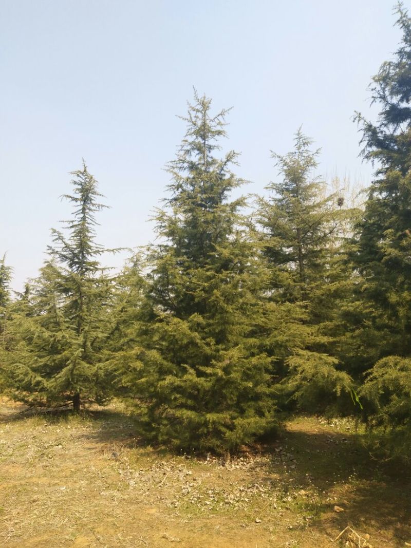 雪松7-8米，精品北方种子苗雪松直销，
