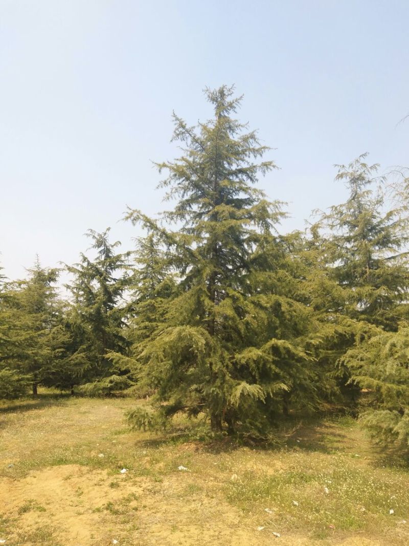 雪松7-8米，精品北方种子苗雪松直销，