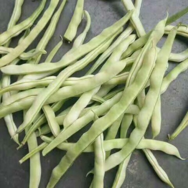 芸豆30cm以上