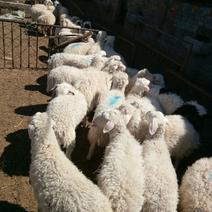 小尾寒羊40~60斤！黑头肉羊，杜波羊，山羊羔子