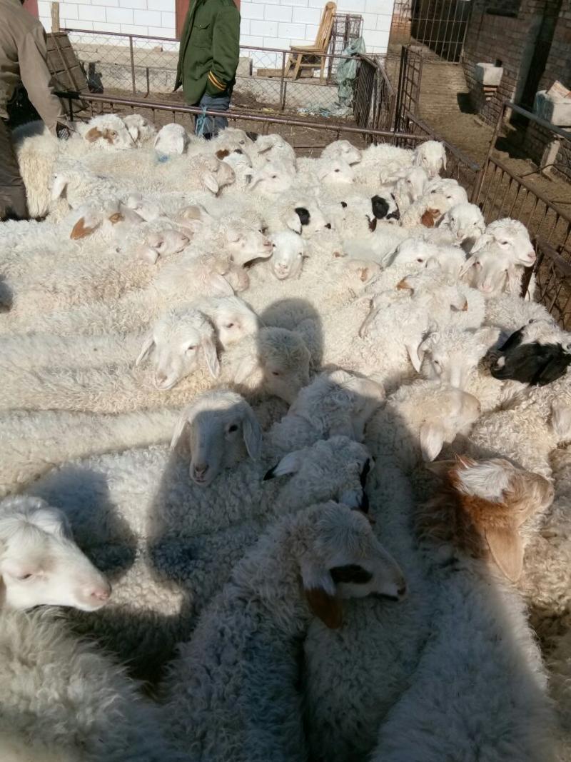 包邮小尾寒羊40~60斤！黑头肉羊，杜波羊，山羊羔子