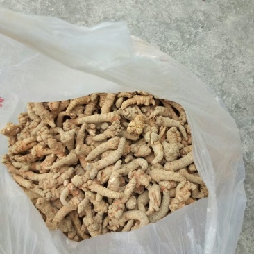 三七根茎30头选货