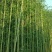 竹子3~4m