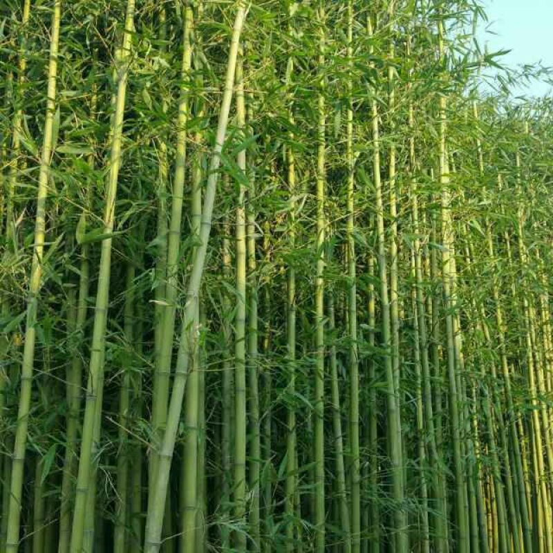 竹子3~4m