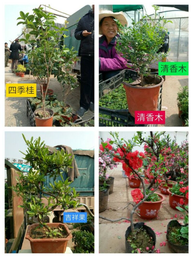 西洋杜鹃2cm以下4cm以下0.5米以下