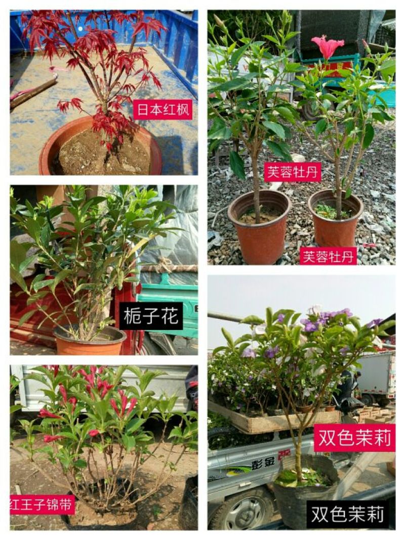 西洋杜鹃2cm以下4cm以下0.5米以下