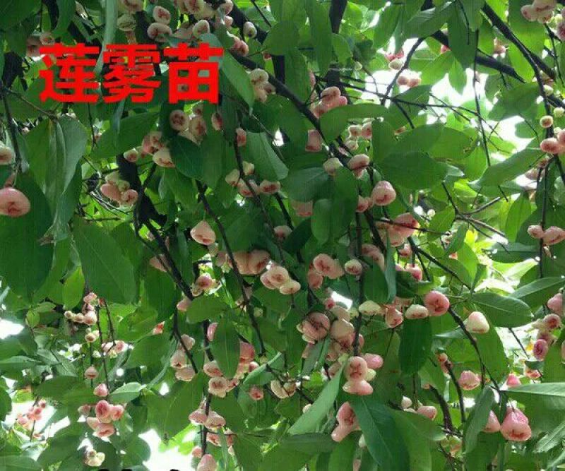 红莲雾果树苗大叶红莲雾60～80高