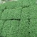 8424西瓜苗99%以上