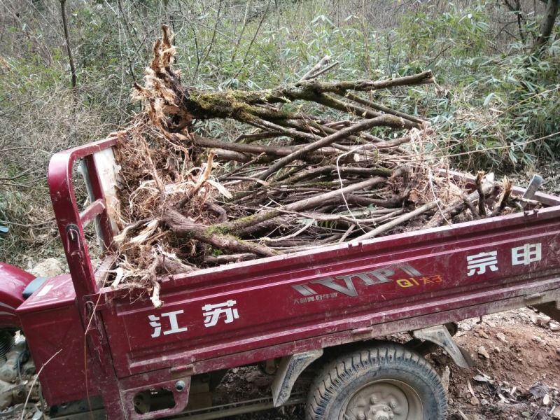 杈杷果树苗