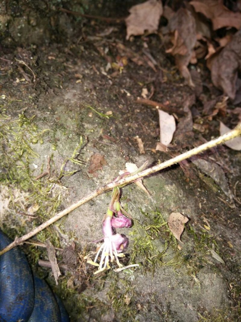杈杷果树苗