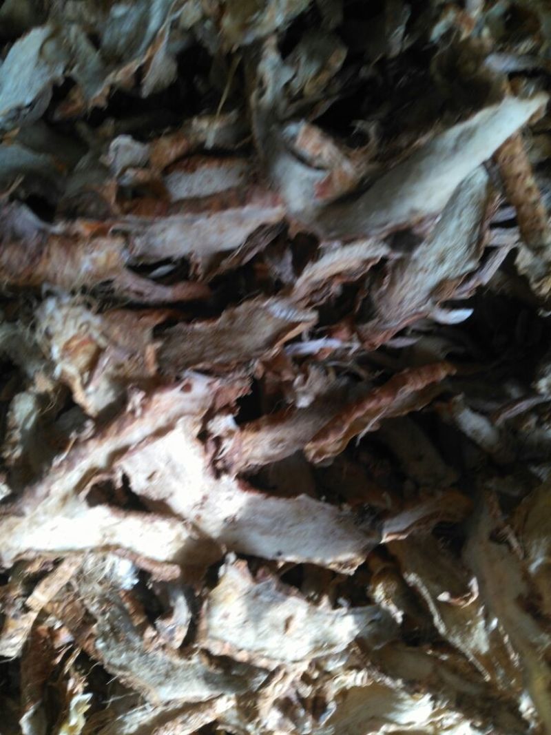 知母片