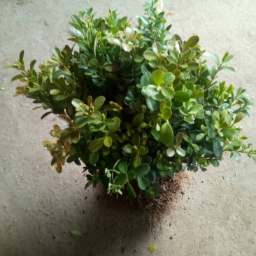 小叶黄杨苗30~40cm
