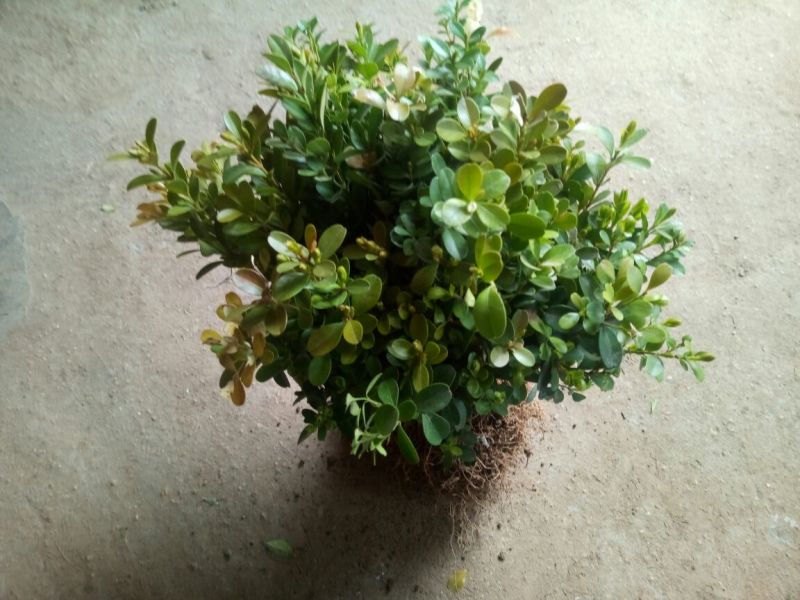 小叶黄杨苗30~40cm
