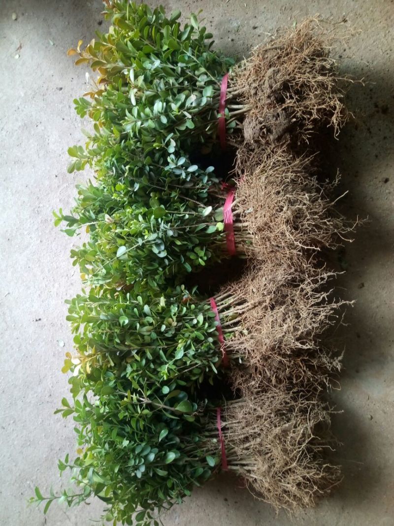 小叶黄杨苗30~40cm