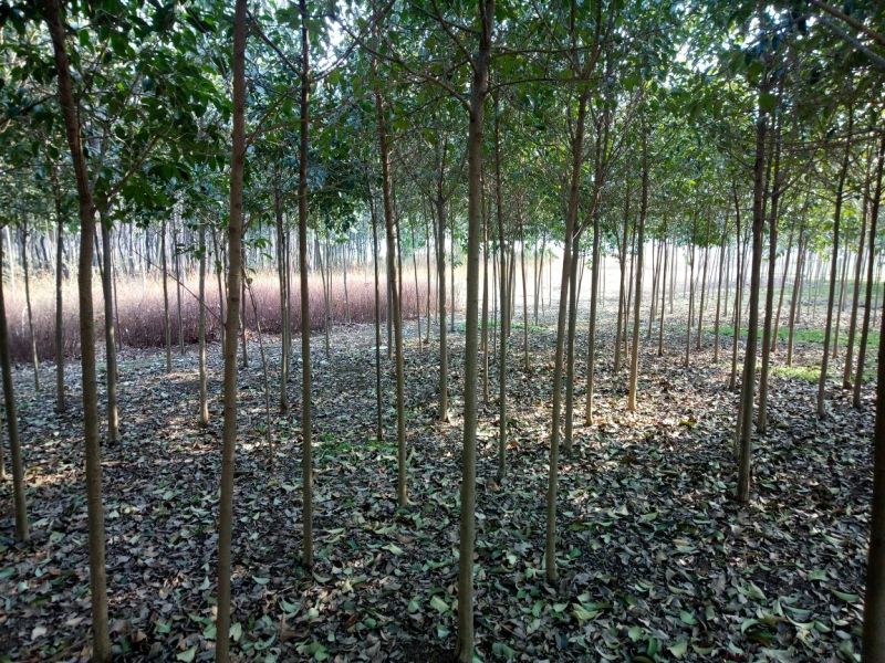 大叶女贞4~6cm