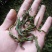 古树普洱茶一级