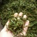 古树普洱茶一级
