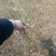 黄素馨1米以下