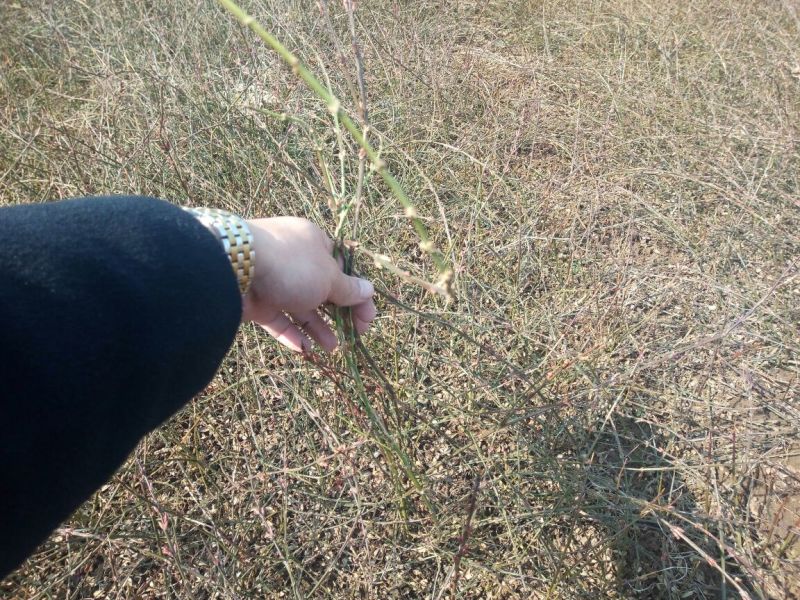 黄素馨1米以下