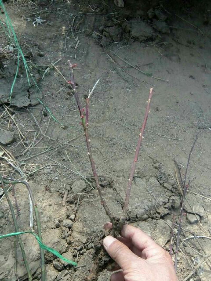 丰花月季30~40cm