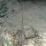 丰花月季30~40cm