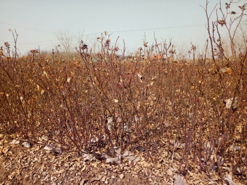 丰花月季30~40cm