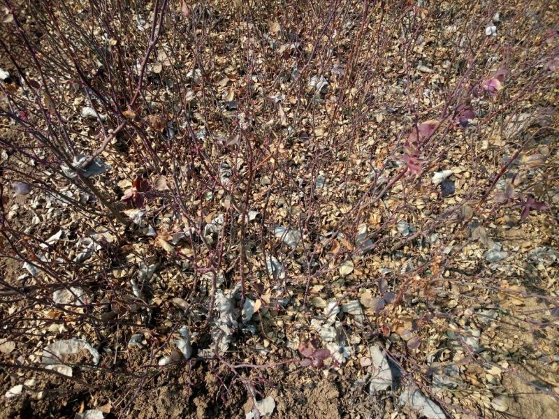 丰花月季30~40cm