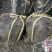 紫叶碧桃4~6cm3.5~4米