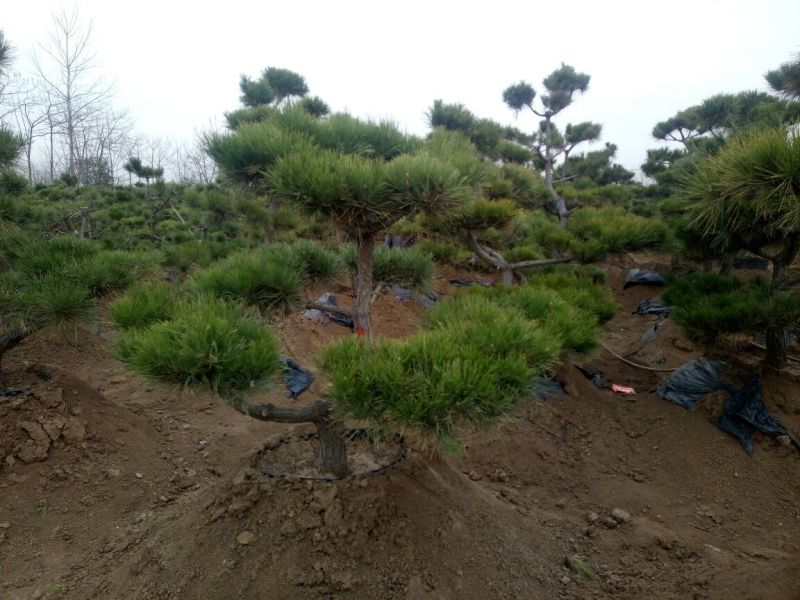 造型松10公分