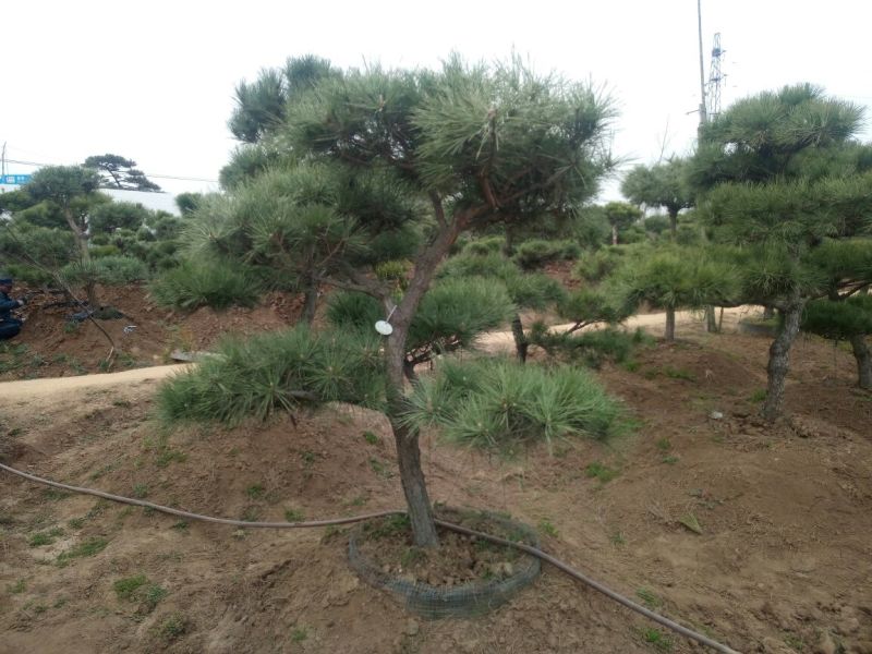 造型松10公分