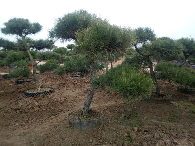 造型松10公分