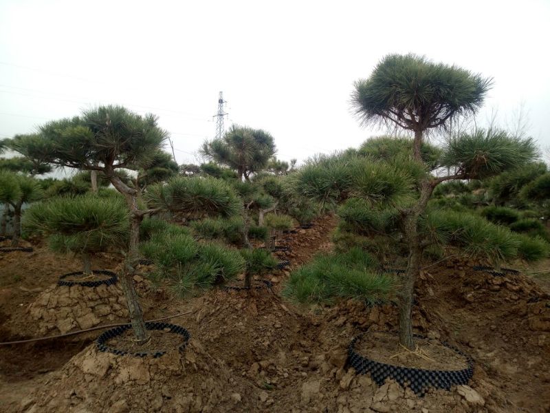 造型松10公分
