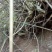 映山红10~15cm