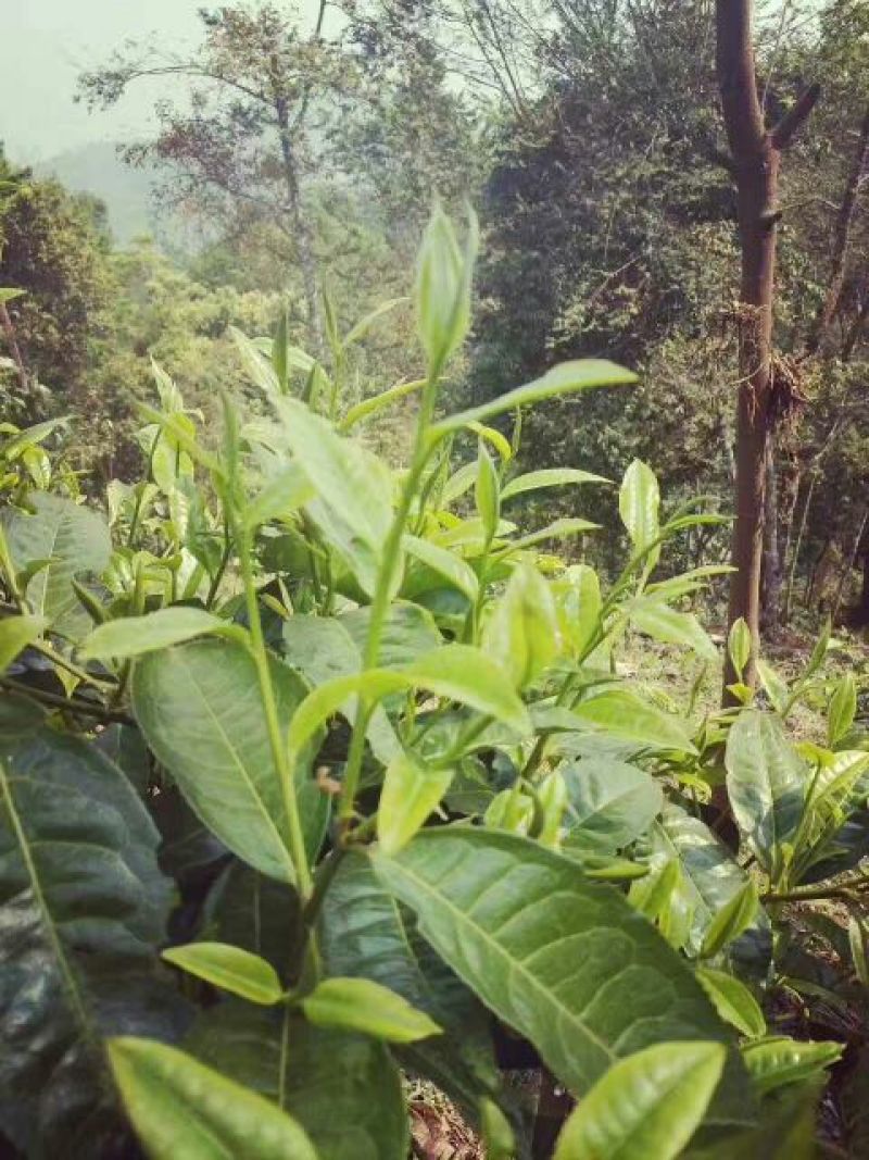 古树茶一级