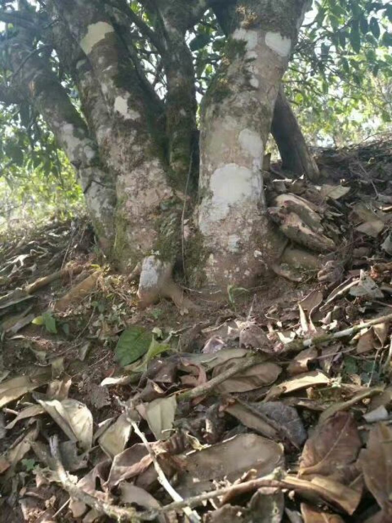 古树茶一级