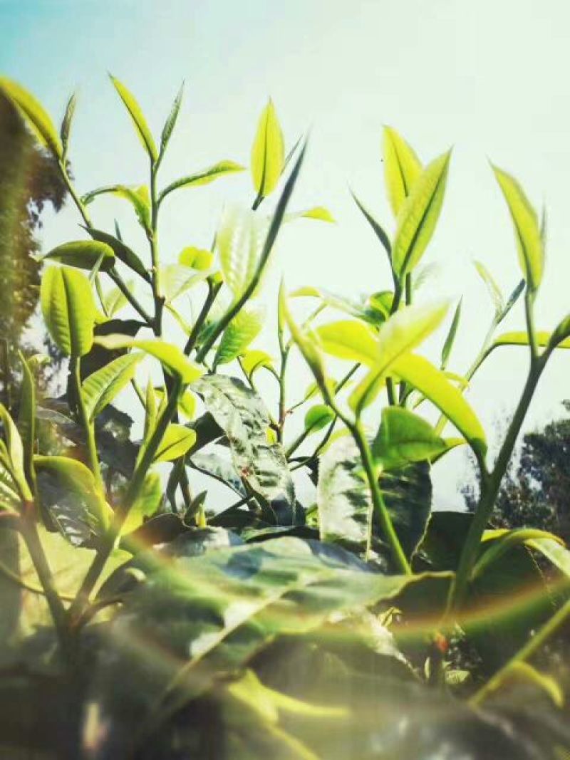 古树茶一级