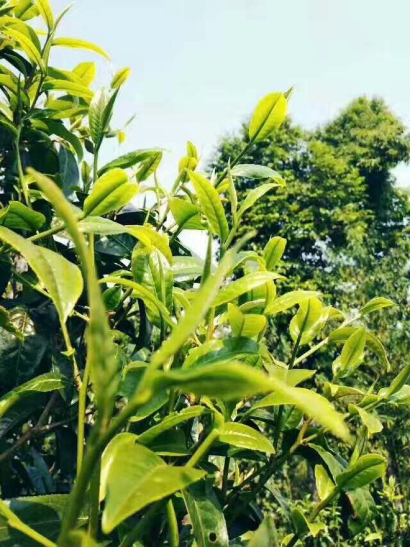 古树茶一级
