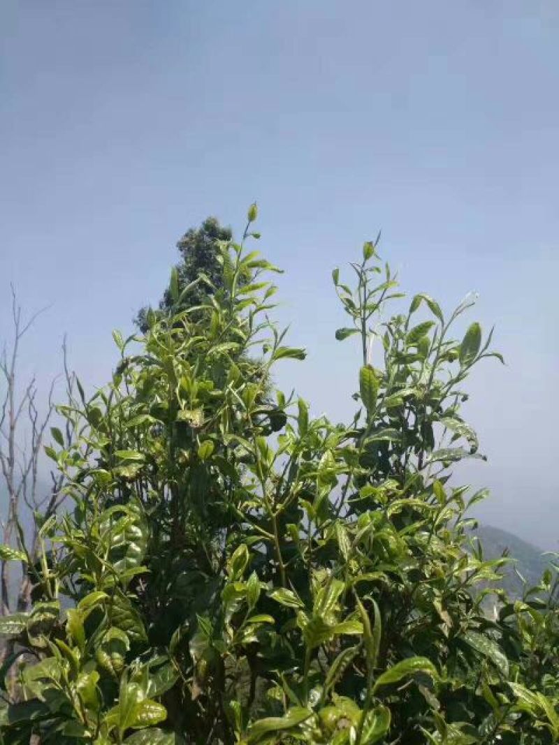 古树茶一级