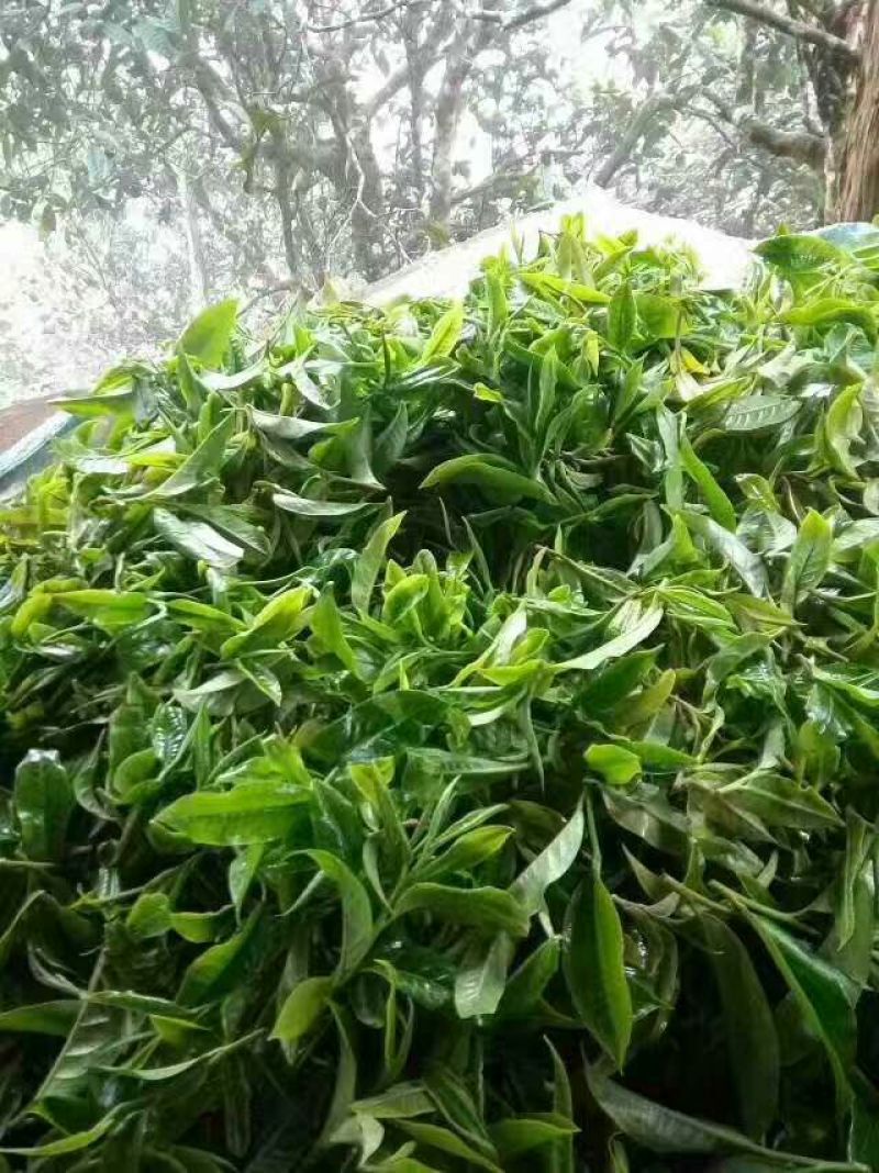 古树茶一级