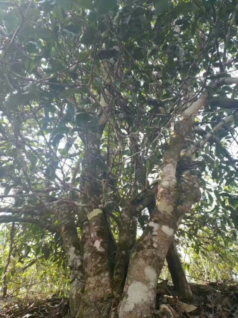 古树茶一级