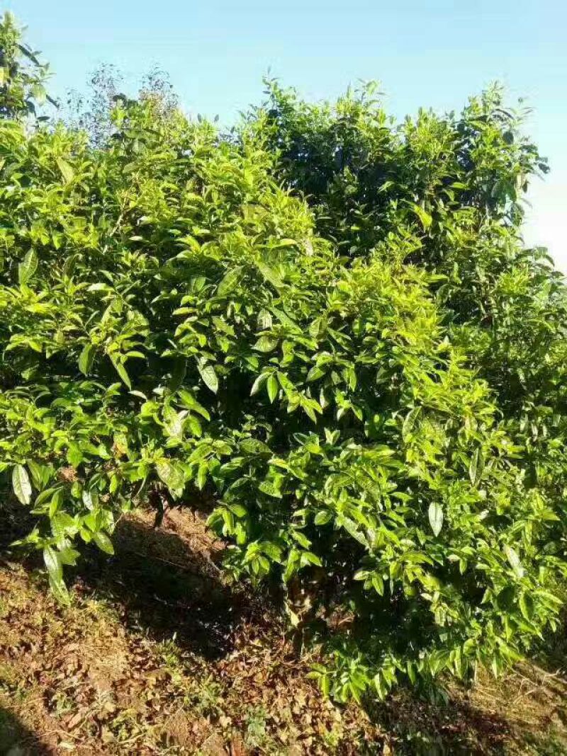 古树茶一级